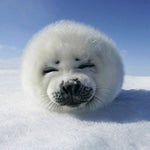 Enemy Chaser- Metal Slug