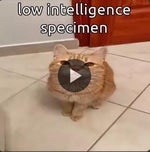 beat type pocaitul69