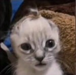 a pia ta cheia de louça