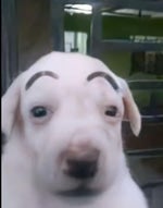 vamono de fiesta a factory