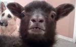 Yeah Lamb
