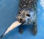 Seal glglglglgl bglbglbgl - Sound