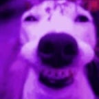 Ésto esta Perro Señores