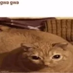 gwa cat