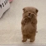 Teddy teddy teddy but weird