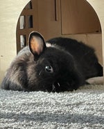 curb your enthusiasm