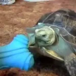 guy rants about turtles and plastic