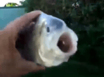 Killer Fish - Sound