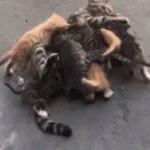 Baby kittens BASS BOOSTED