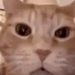 CAT LAUGHING - Sound