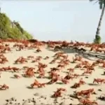 CRAB RAVE