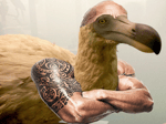 dodo