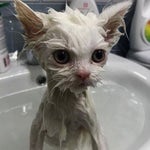 Soundgasm Rema Sped up