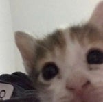 plokhaya devochka speed up pfonk