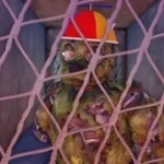 Bite By Night Spingtapchasetheme