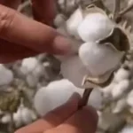 tired pick cotton