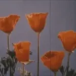 Samsung morning flower alarm earrape