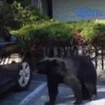 car brain fart loud (copy)