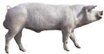 Je suis le laitier, mon lait est délicieux