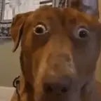 Confess your love (Sped Up)