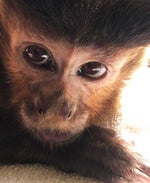 minigames kid gorilla tag - Sound