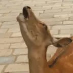 Nara Deer Scream (copy)