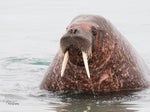 Walrus SFX