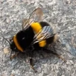 bumble bee