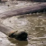 SO ANACONDA