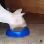 Cat Eating Sound Effect Meme