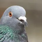 Pigeon coo