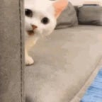 Ranking the funniest CID meme(MP3_160K)