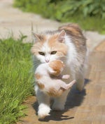 Tum Hi Ho Aashiqui 2 320 Kbps