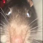 der hungriger hurbert - Sound