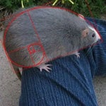 BIG SHAQ MANS NOT HOT (the ting go skraa) Sound Effect (HD) Sou - Sound