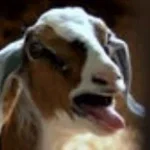 Goat Scream EARRAPE