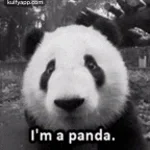 im a panda