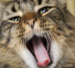 Long Fart Sound Effect - Sound