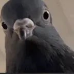 Pigeon AI #16