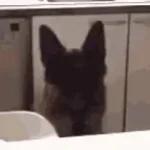 dog clicker