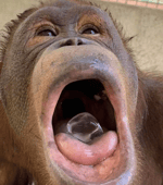 no baba grill - Sound