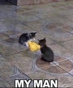 Stardew Valley Fish Bite! Sound Effect - Sound