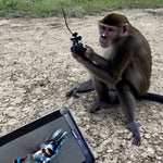 get back to work you MONKEY