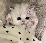 Streets x Vacation Bible School