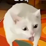 qoqo