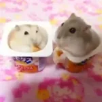 Para eu não sei receber elogios