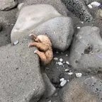 부엉이 바위에서 떨어졌다 야 기분 좋다. (copy) - Sound