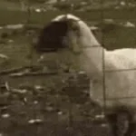 Scary Woman Screaming