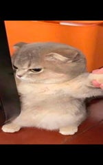 Team Fortress 2 Sentry Buster Attack