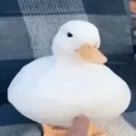 become the duck